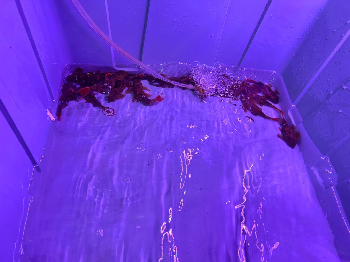 X1 L600 Pleco Live (Size 7 - 8cm) Leopard Cactus Pleco - High Quality - USA Seller