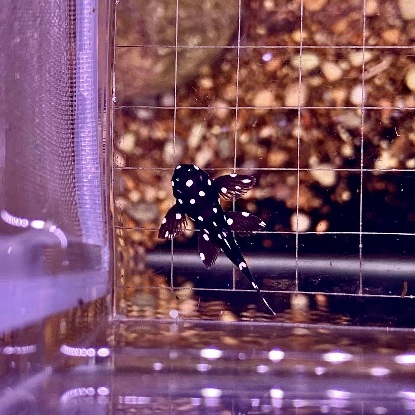 X1 L240 Pleco Live (Size 3 - 4cm) Galaxy Vampire Pleco - High Quality - USA Seller
