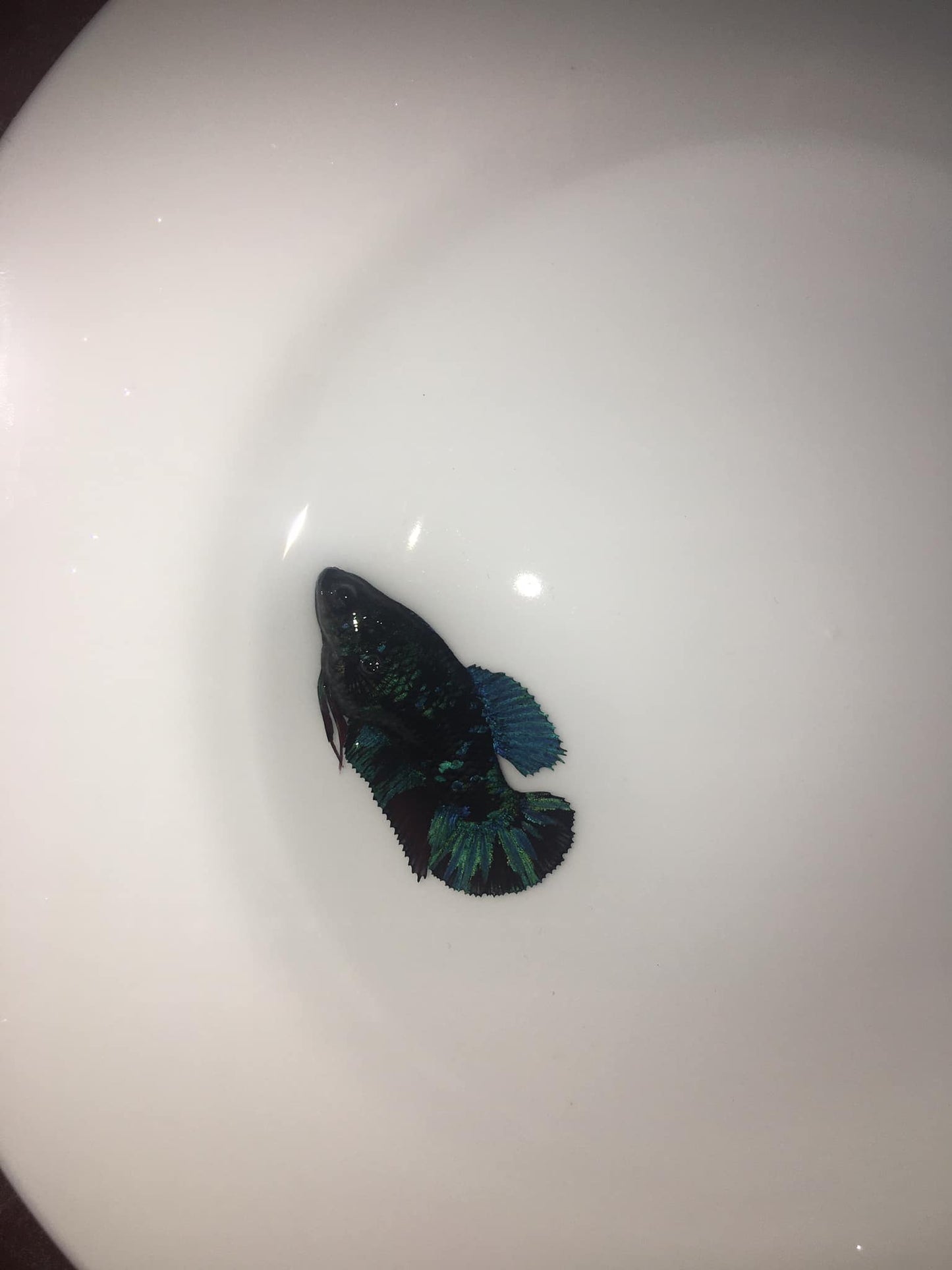 X1 Live Betta Fish HMPK Female Black Blue Galaxy for Sorority/Breed USA Seller
