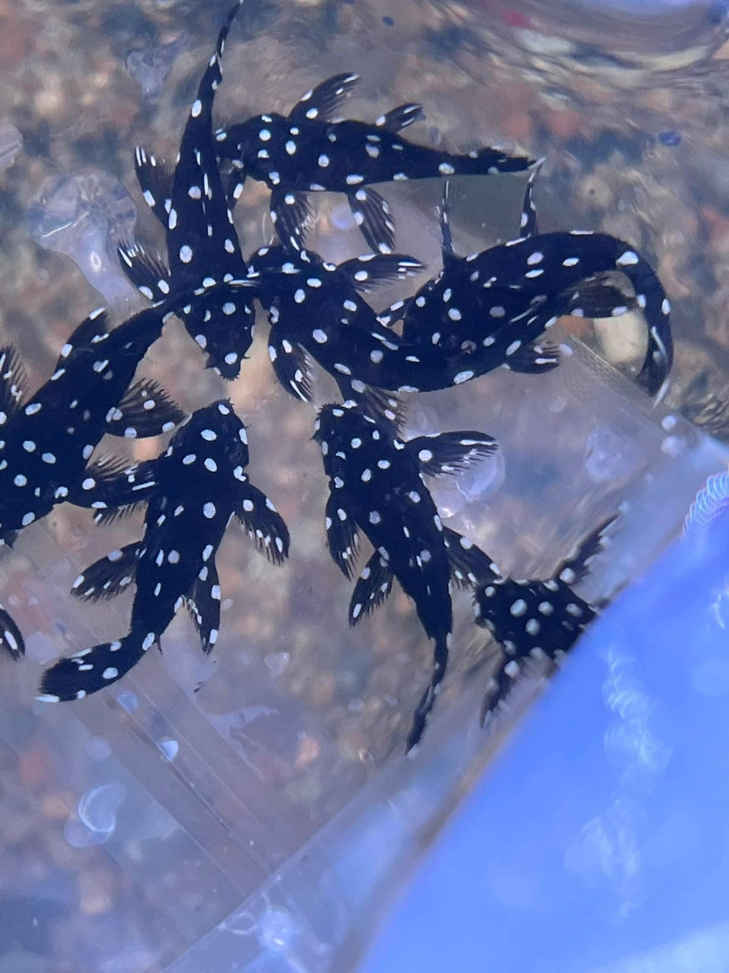 X1 L240 Pleco Live (Size 3 - 4cm) Galaxy Vampire Pleco - High Quality - USA Seller