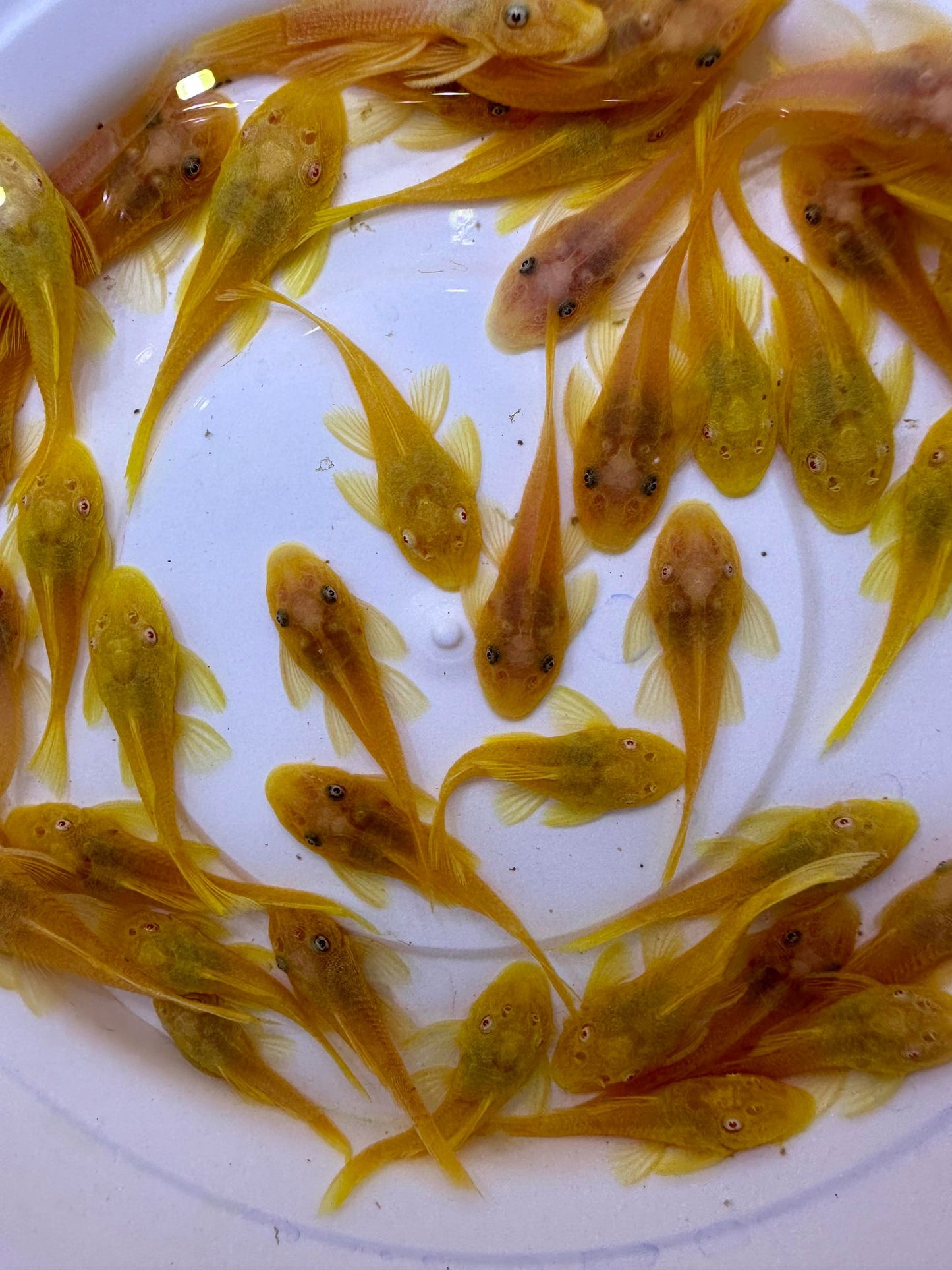 X1 SHORT FIN BRISTLENOSE PLECO LIVE (Size 3 - 4cm) - High Quality - USA Seller