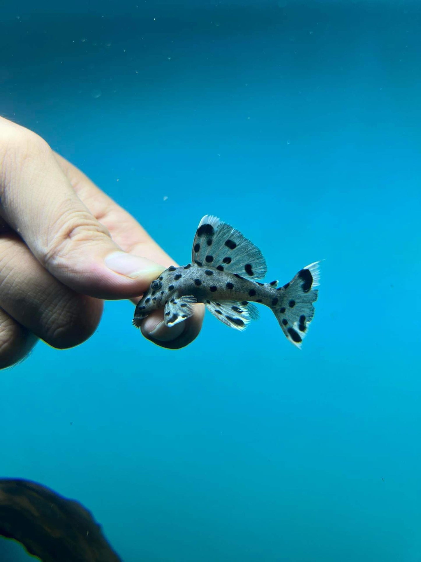 X1 L264 Pleco Live (Size 3 - 4cm) Sultan Pleco - High Quality - USA Seller
