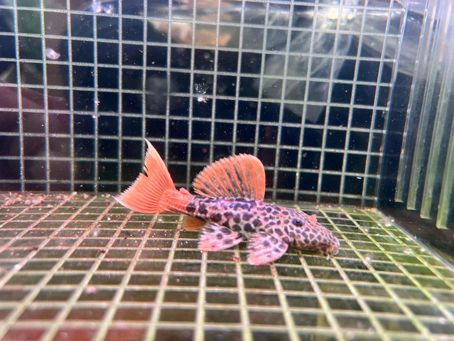 X1 L600 Pleco Live (Size 4 - 5cm) Leopard Cactus Pleco - High Quality - USA Seller