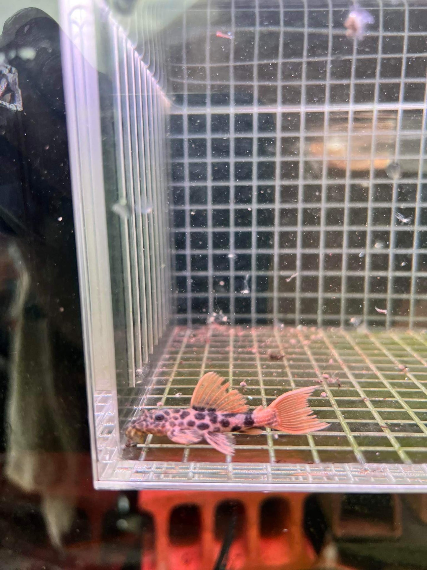 X1 L600 Pleco Live (Size 4 - 5cm) Leopard Cactus Pleco - High Quality - USA Seller