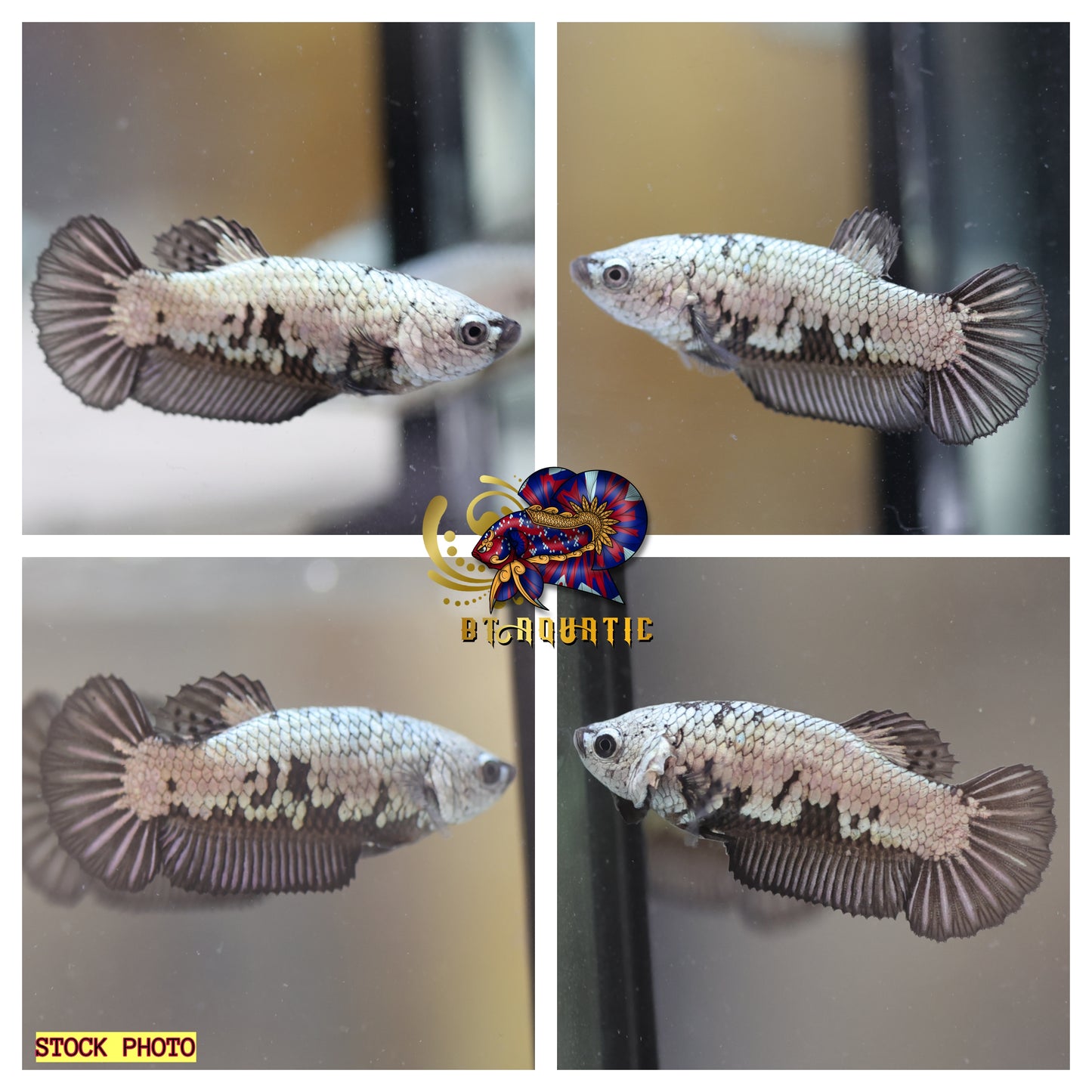 X1 Live Betta Fish HMPK Female Black Dragon Good for Sorority/Breed USA Seller