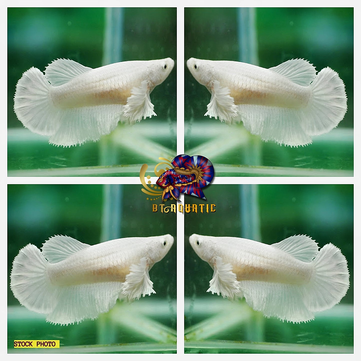 X1 Live Betta Fish HMPK Female Dumbo White Good for Sorority/Breed USA Seller