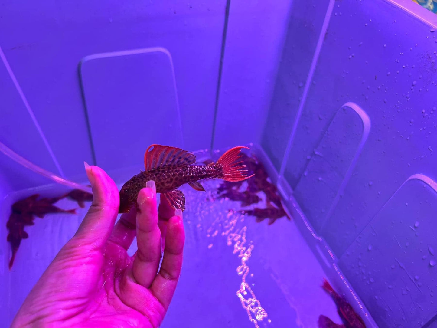 X1 L600 Pleco Live (Size 7 - 8cm) Leopard Cactus Pleco - High Quality - USA Seller