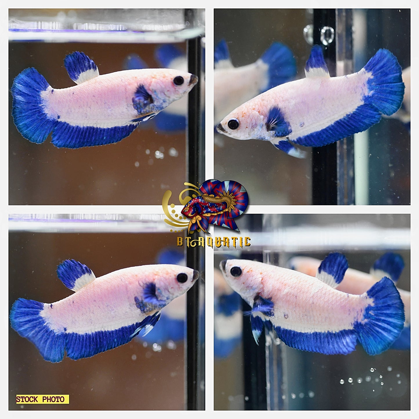 X1 Live Betta Fish HMPK Female Marble Blue Good for Sorority/Breed USA Seller