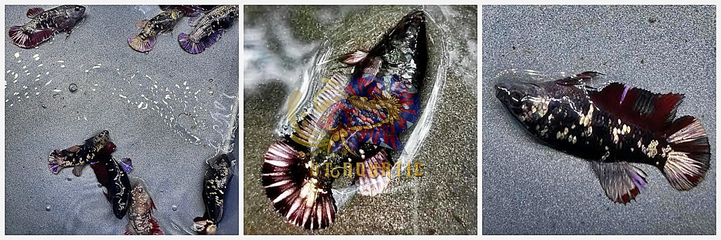 X1 Live Betta Fish HMPK Female Black Copper for Sorority/Breed USA Seller