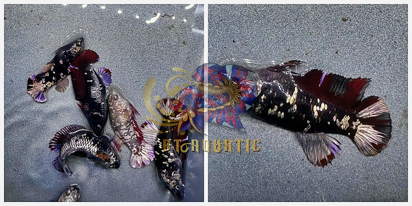 X1 Live Betta Fish HMPK Female Black Copper for Sorority/Breed USA Seller