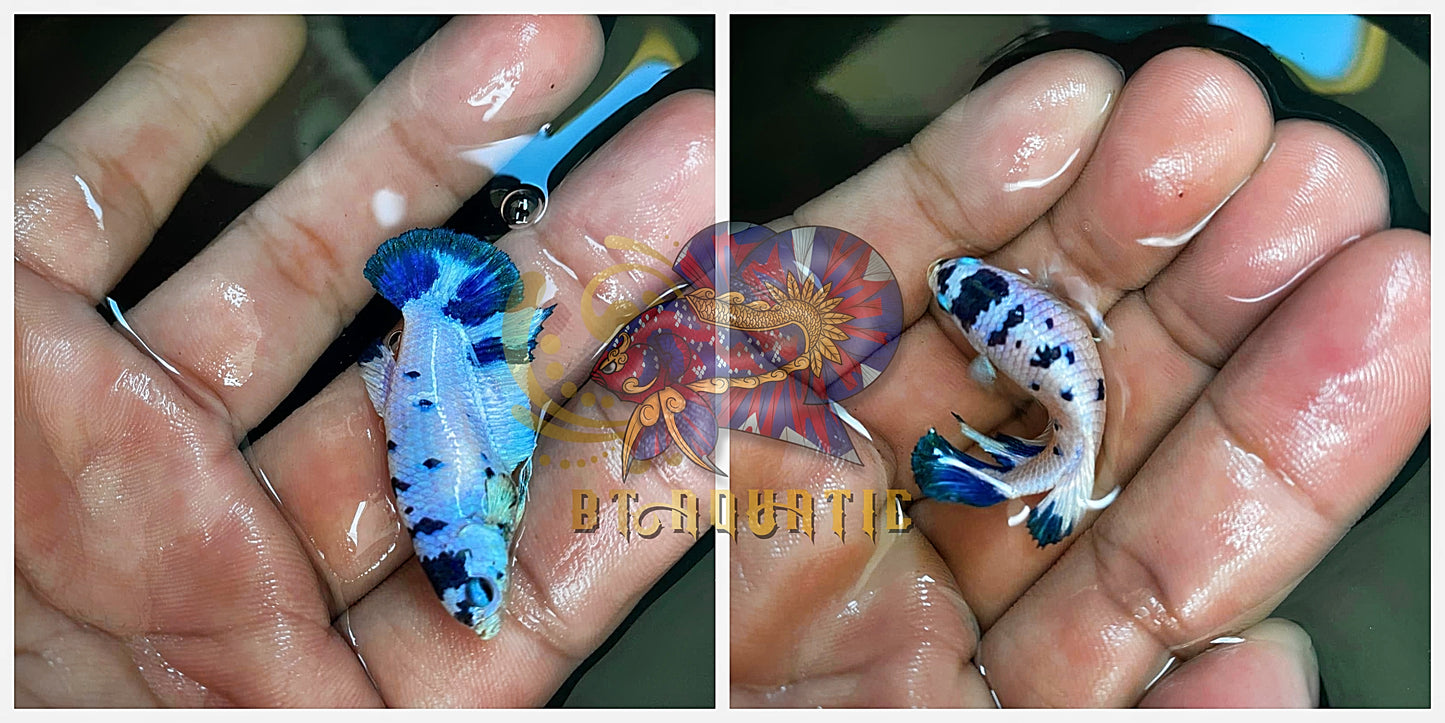 X1 Live Betta Fish HMPK Female Marble Dot for Sorority/Breed USA Seller