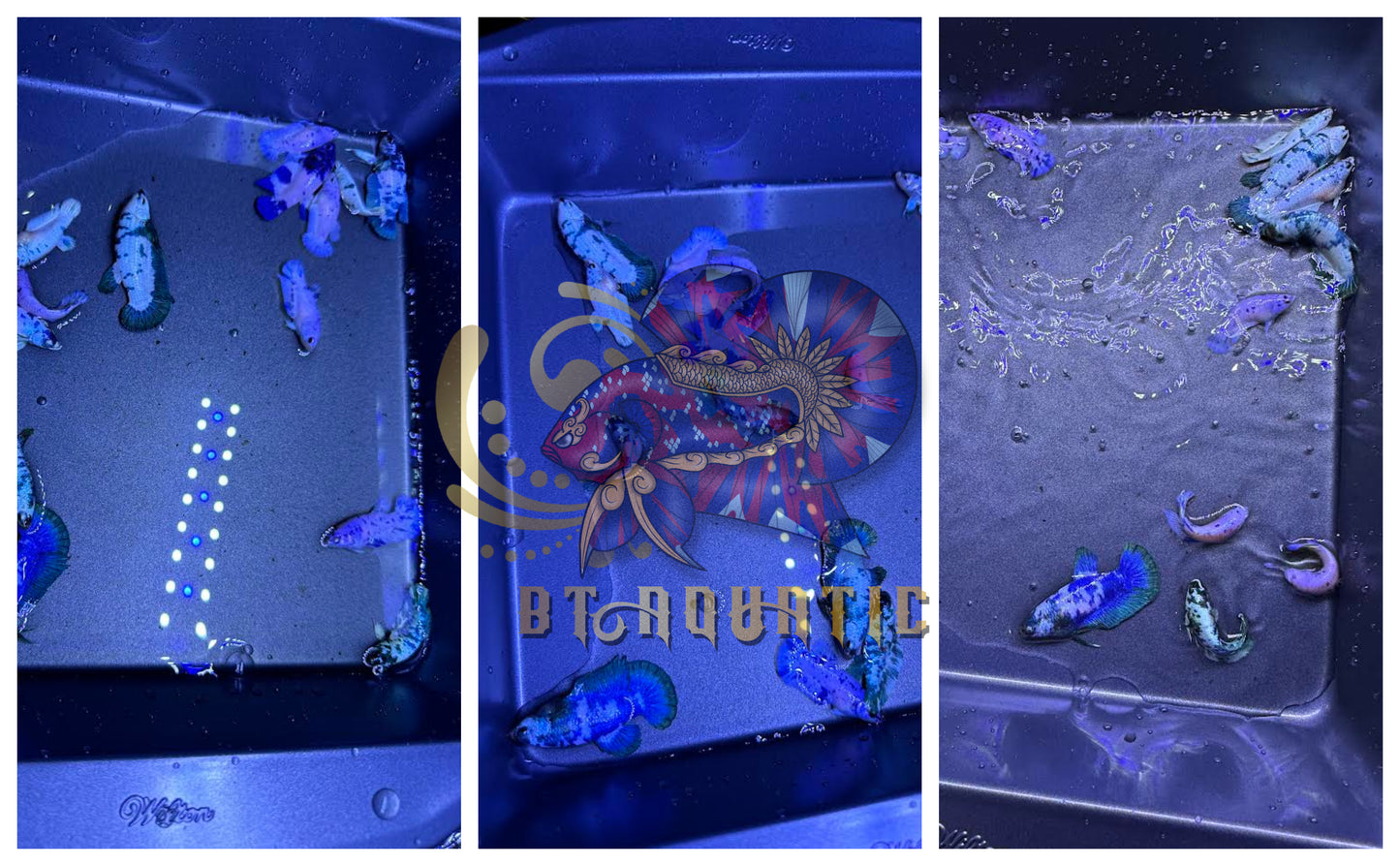X1 Live Betta Fish HMPK Female Marble Dot for Sorority/Breed USA Seller