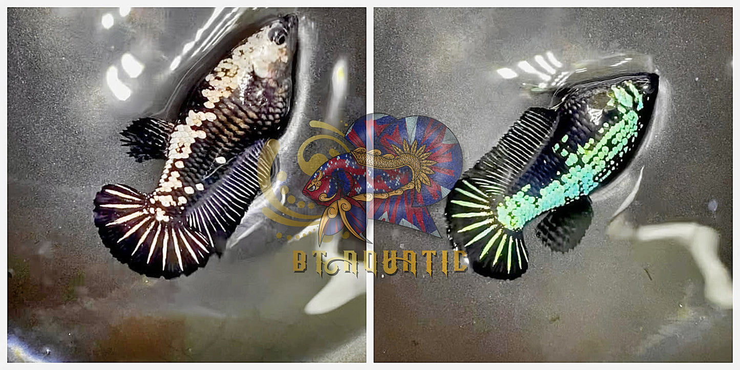 X1 Live Betta Fish HIGH QUALITY HMPK Female Samurai for Sorority/Breed USA Seller
