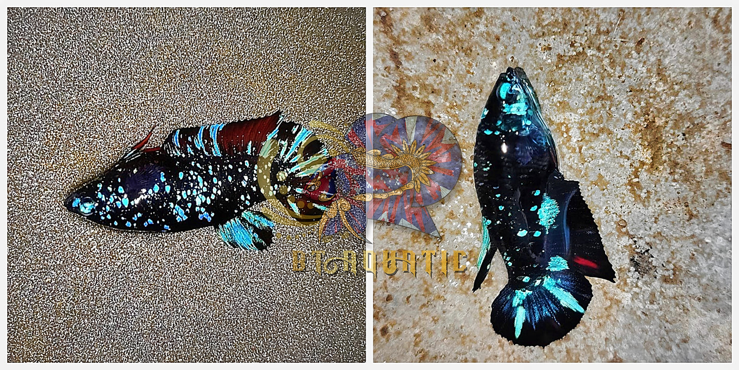 X1 Live Betta Fish HMPK Female Black Blue Galaxy for Sorority/Breed USA Seller