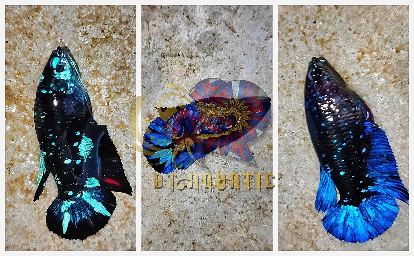 X1 Live Betta Fish HMPK Female Black Blue Galaxy for Sorority/Breed USA Seller