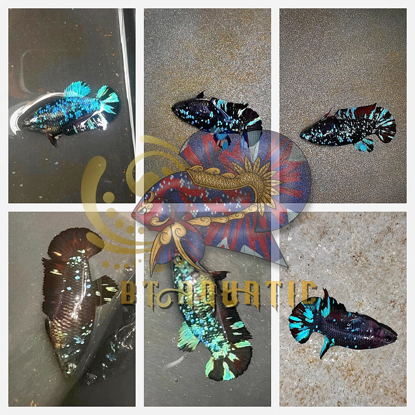 X1 Live Betta Fish HMPK Female Black Blue Galaxy for Sorority/Breed USA Seller
