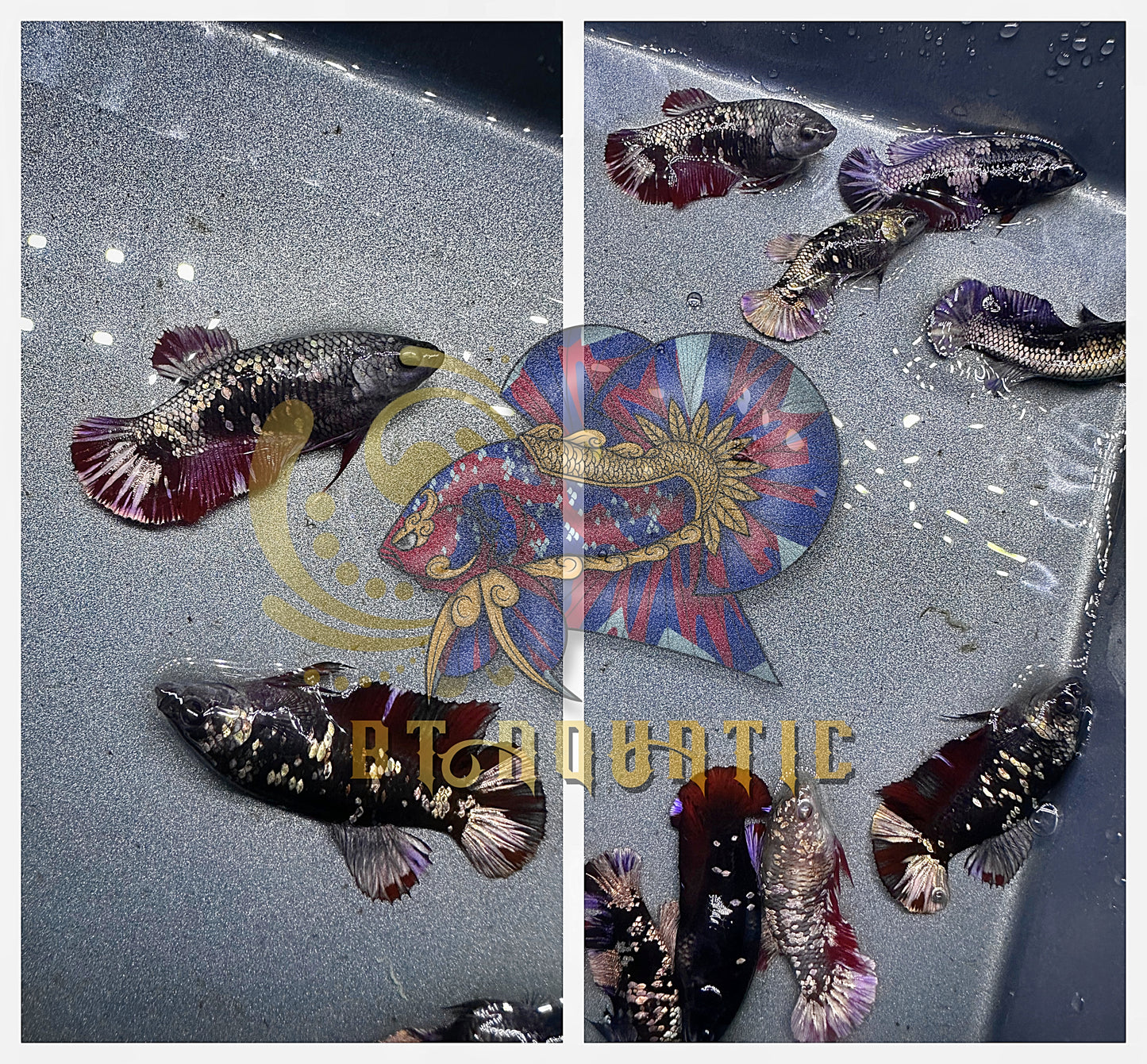 X1 Live Betta Fish HMPK Female Black Copper for Sorority/Breed USA Seller