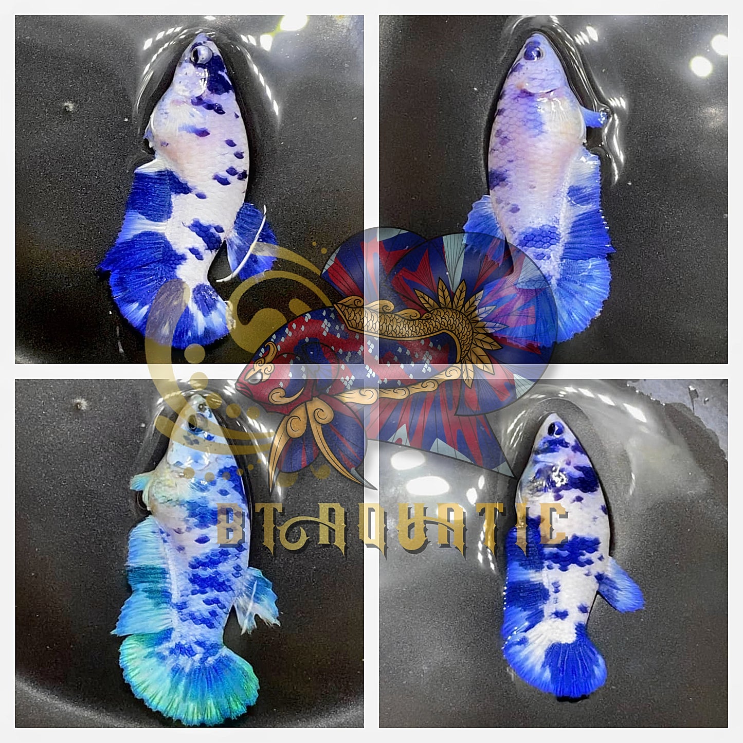 X1 Live Betta Fish HMPK Female Marble Dot for Sorority/Breed USA Seller