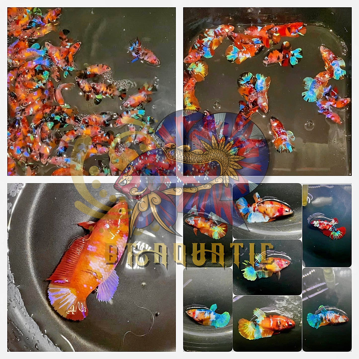 X1 Live Betta Fish HMPK Female Koi Nemo Galaxy for Sorority/Breed USA Seller