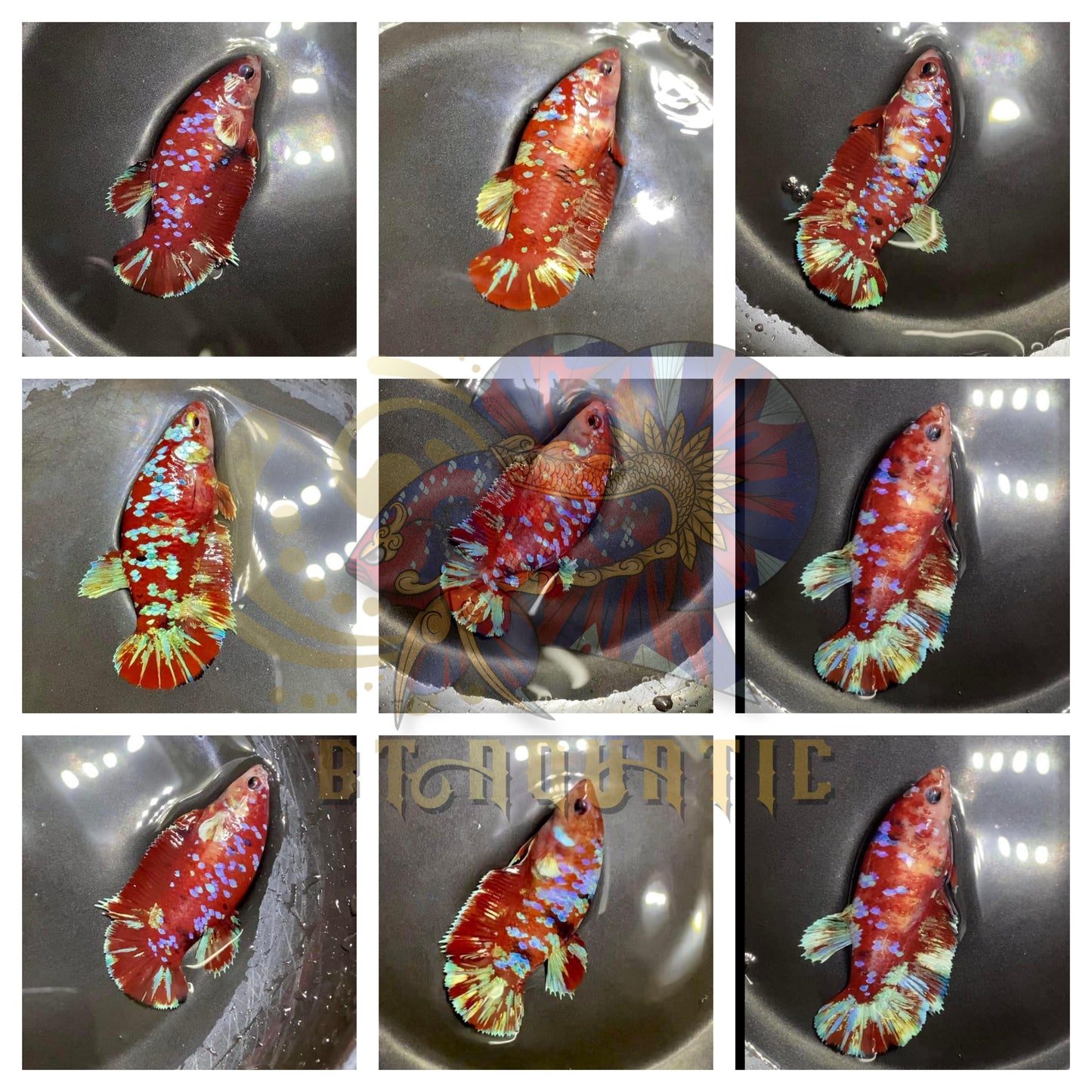 X1 Live Betta Fish HMPK Female Koi Galaxy Red Gold for Sorority/Breed USA Seller