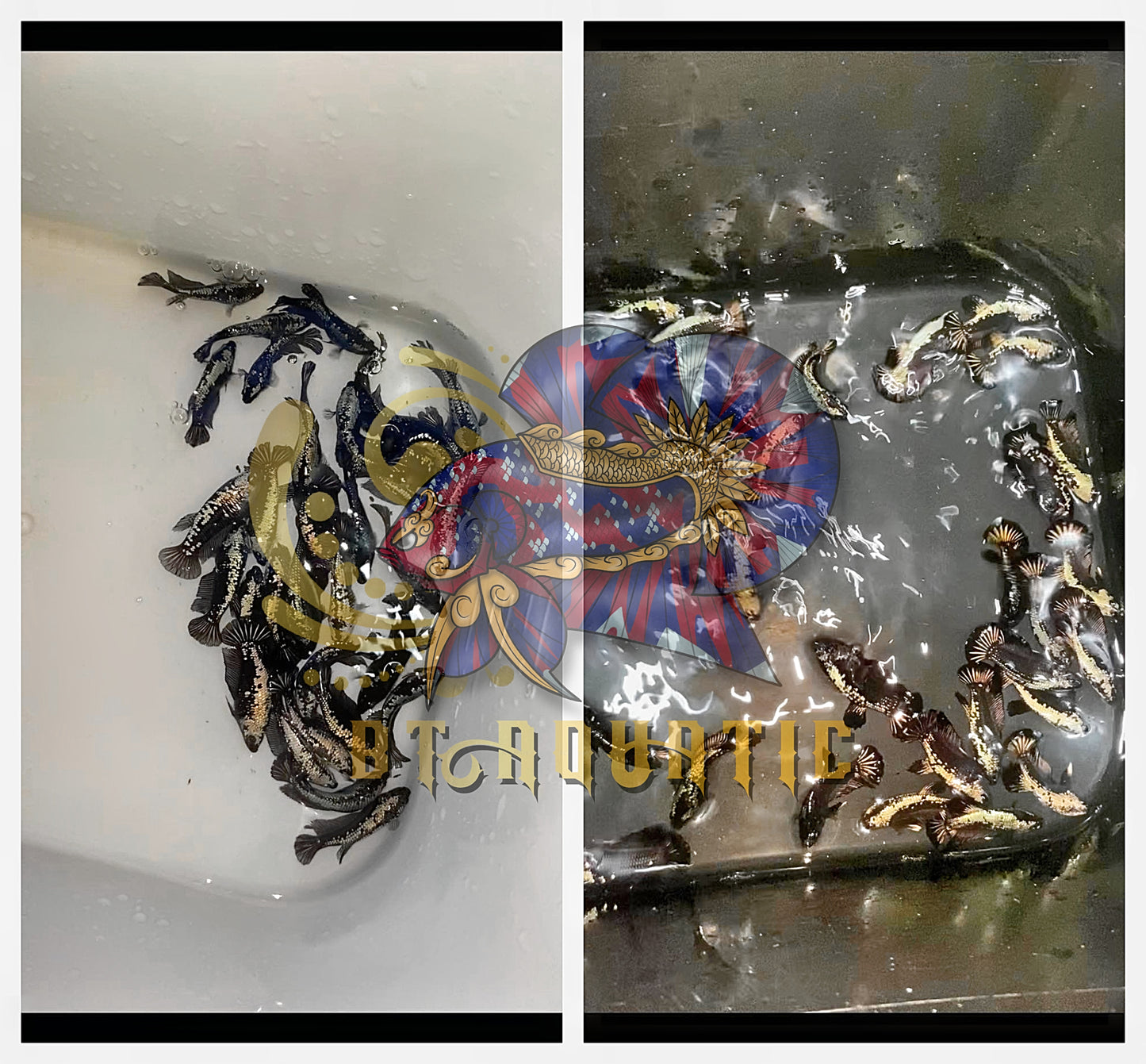 X1 Live Betta Fish HIGH QUALITY HMPK Female Samurai for Sorority/Breed USA Seller