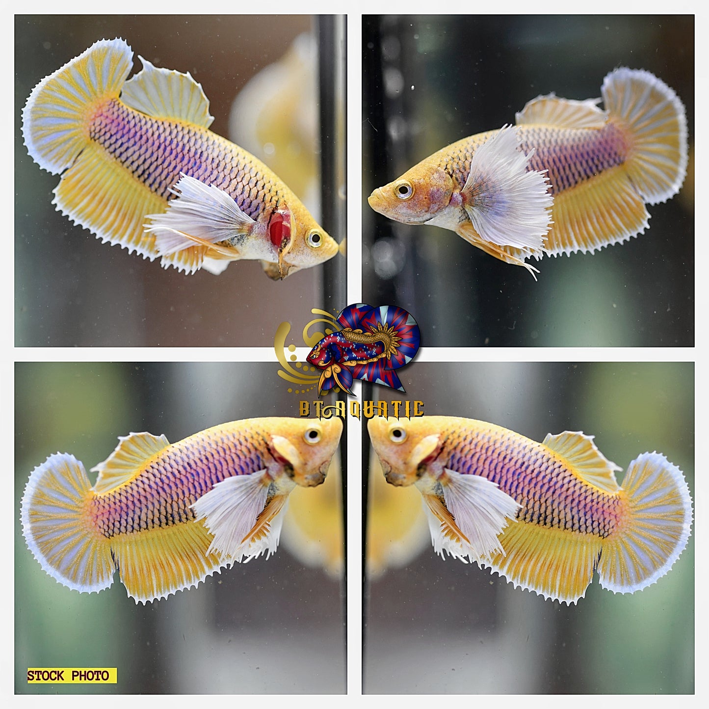 X1 Live Betta Fish HMPK Female Dumbo Yellow Pineapple Good for Sorority/Breed