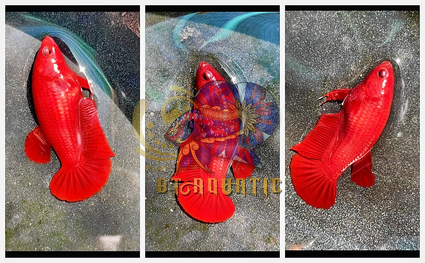 X1 Live Betta Fish HMPK Female Super Red Good for Sorority/Breed USA Seller
