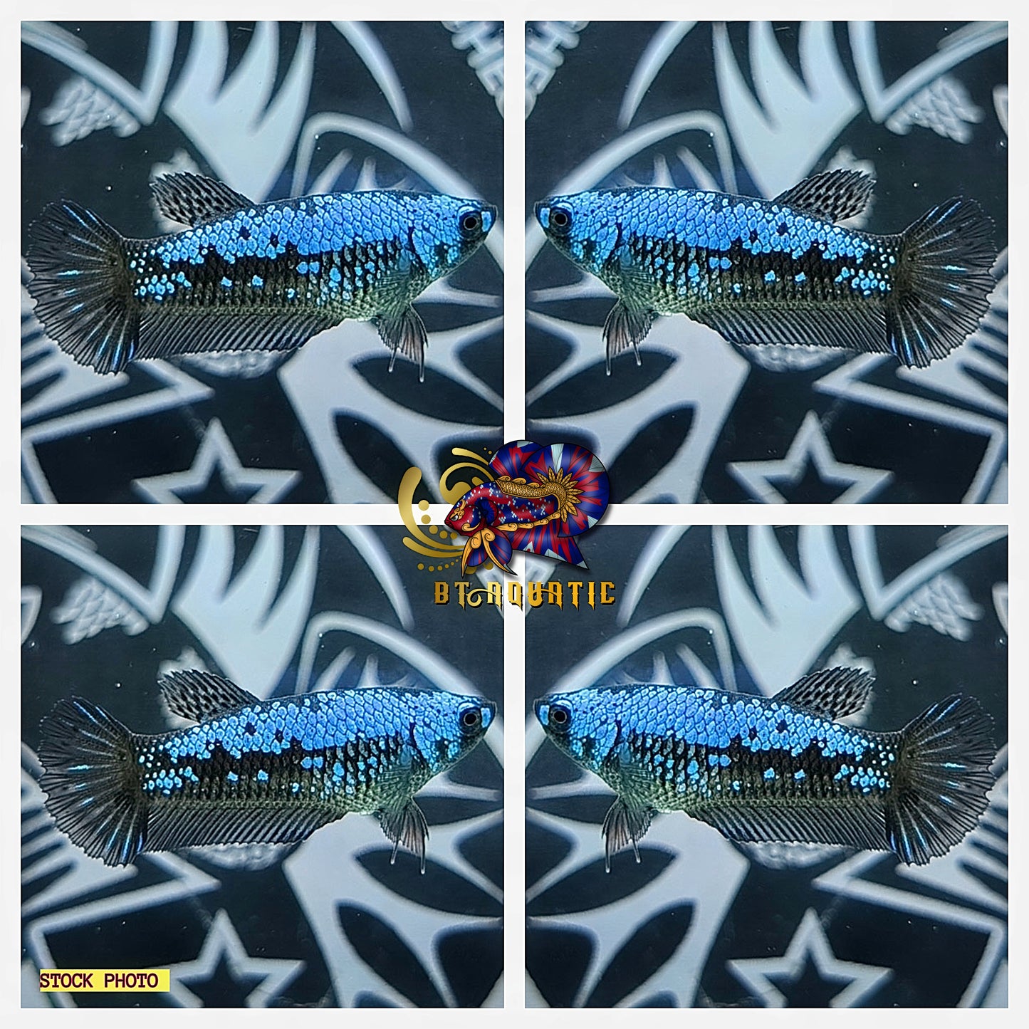 X1 Live Betta Fish HMPK Female Blue Samurai Good for Sorority/Breed USA Seller