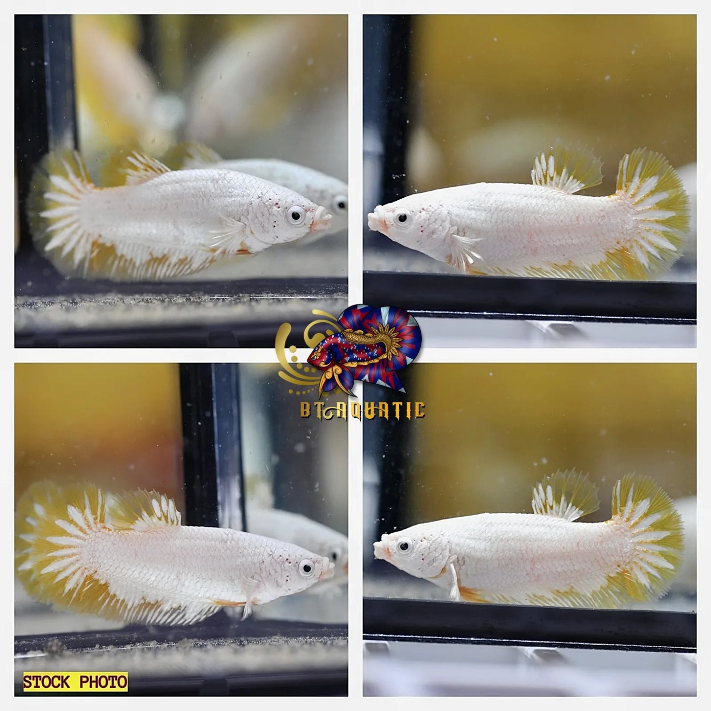 X1 Live Betta Fish HMPK Female Yellow Dragon Good for Sorority/Breed USA Seller