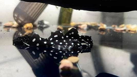 X1 L240 Pleco Live (Size 3 - 4cm) Galaxy Vampire Pleco - High Quality - USA Seller