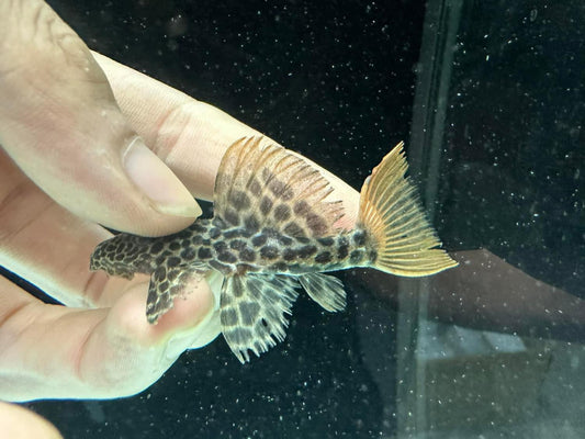 X1 L600 Pleco Live (Size 3 - 4cm) Leopard Cactus Pleco - High Quality - USA Seller