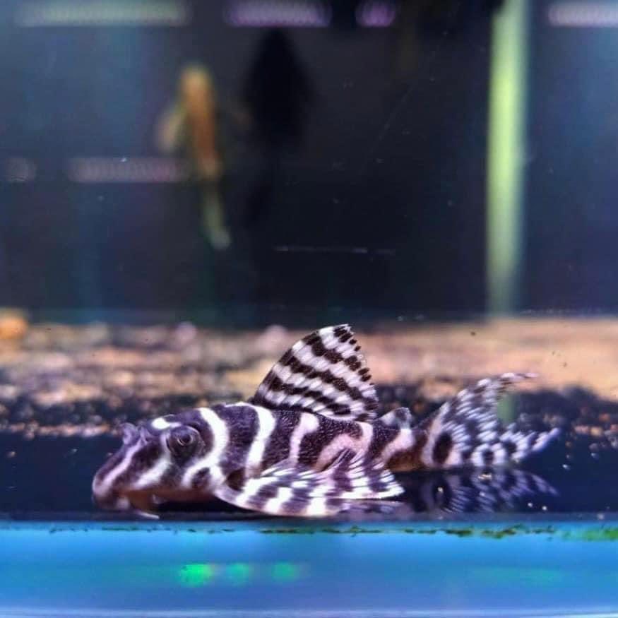 X1 L333 Pleco Live (Size 3 - 4cm) King Tiger Pleco-High Quality USA Seller