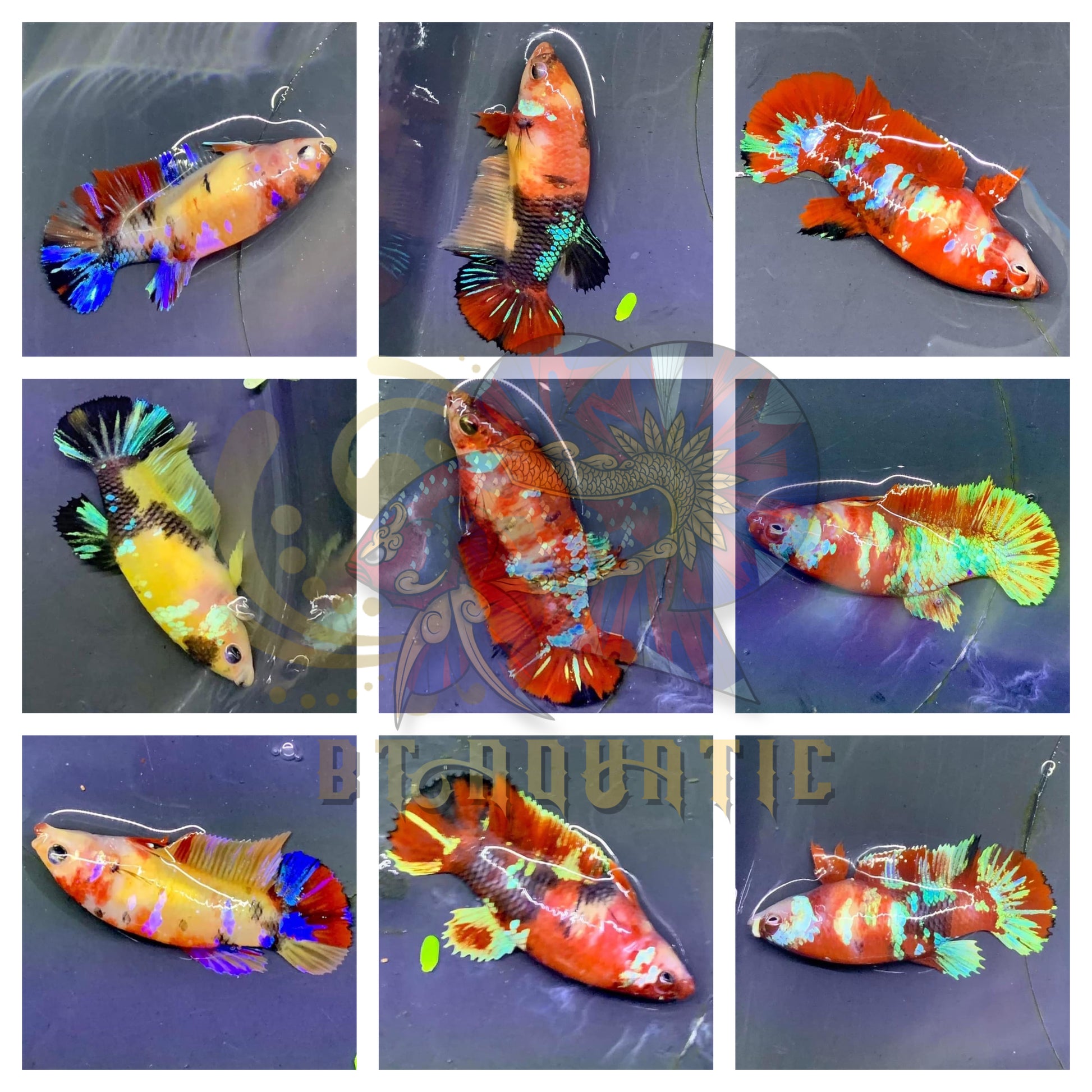 X1 Live Betta Fish HMPK Female Koi Galaxy Multiple Color Good for
