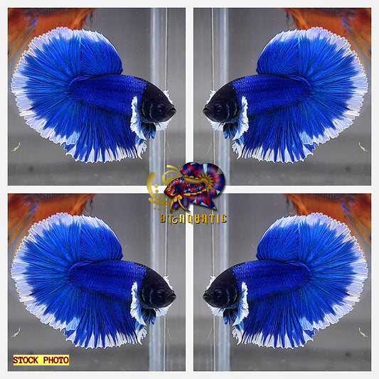 Live Betta Fish High Quality MALE Dumbo Blue Butterfly Halfmoon USA Seller