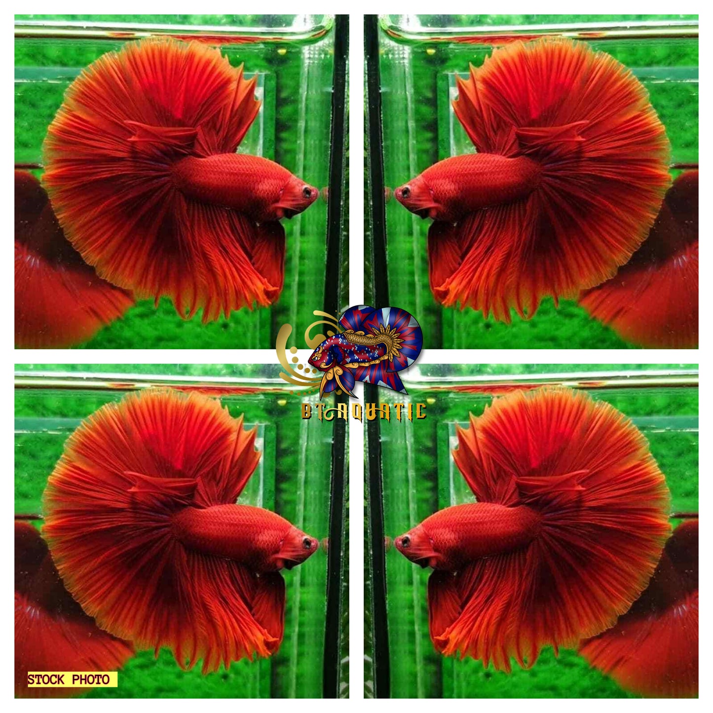 Live Betta Fish High Quality MALE Super Red Halfmoon - USA Seller