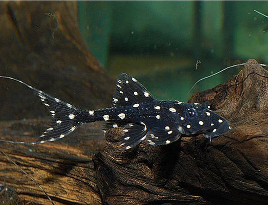 L155 Adonis pleco - Acanthicus adonis (Size 7 - 8cm)-High Quality USA Seller