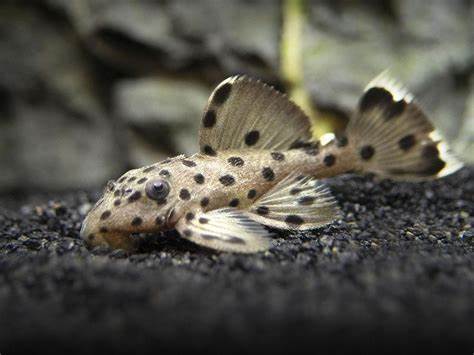 X1 L264 Pleco Live (Size 3 - 4cm) Sultan Pleco - High Quality - USA Seller