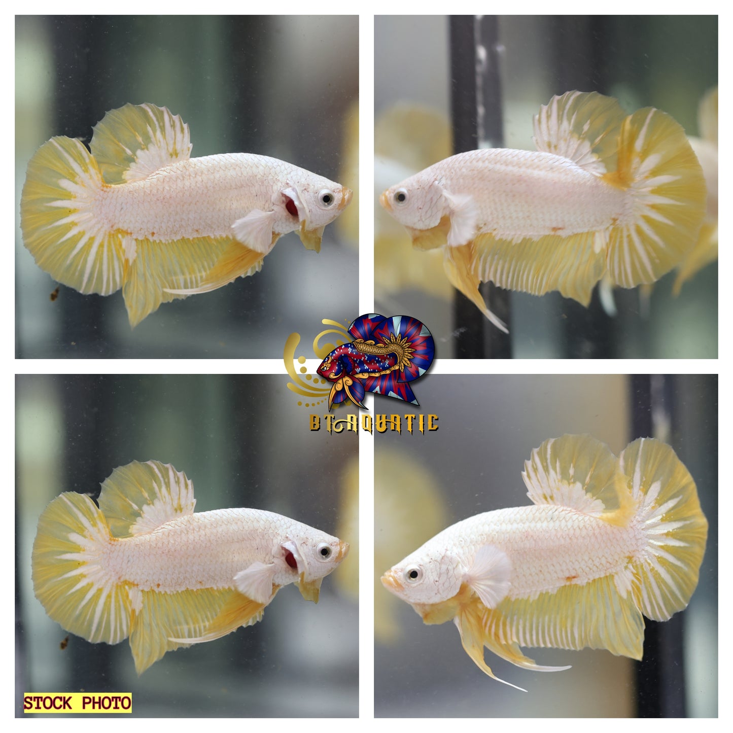 Live Betta Fish High Quality - Good Form - HMPK Male Yellow Dragon - USA Seller