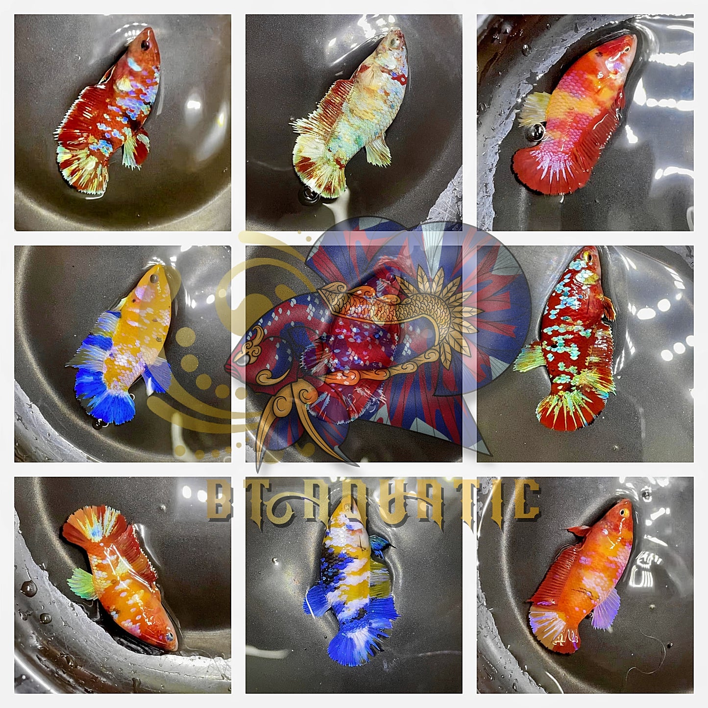 1 Pair - HMPK Koi Multiple Galaxy color Live Betta Fish - USA SELLER