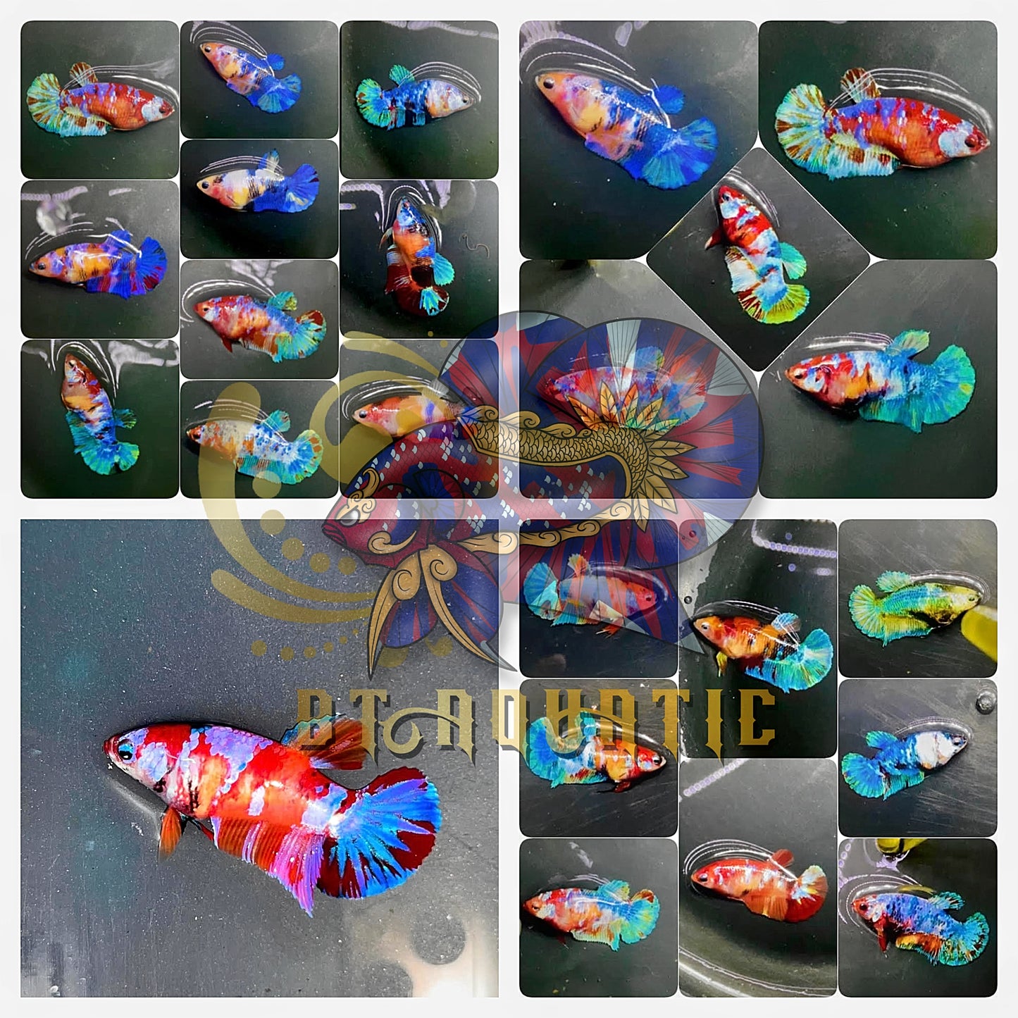 1 Pair - HMPK Koi Multiple Galaxy color Live Betta Fish - USA SELLER