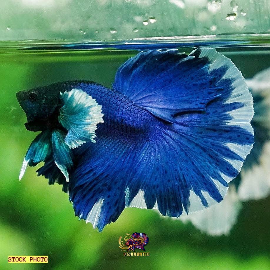 Live Betta Fish High Quality MALE Dumbo Blue Butterfly Halfmoon USA Seller