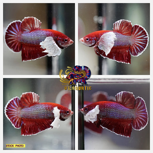 Live Betta Fish High Quality - Good Form - MALE HMPK Dumbo Lavender - USA Seller