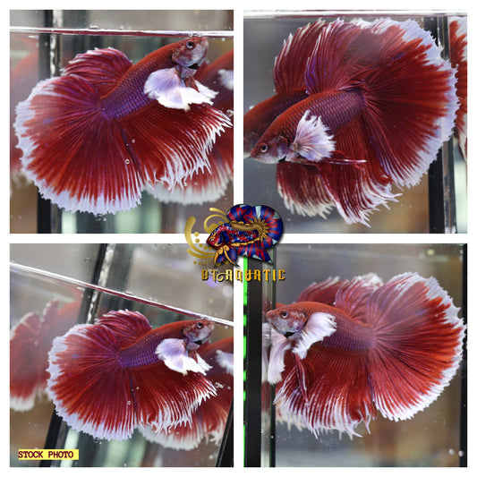 Live Betta Fish - High Quality - Good Form Halfmoon Dumbo Lavender - USA Seller