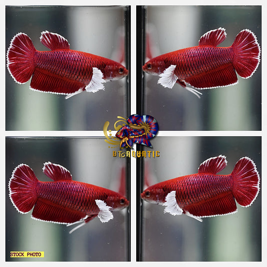 X1 Female Betta Live Fish - Dumbo Lavender HMPK - High Quality A+++