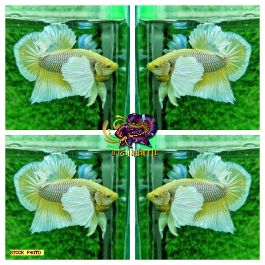 Live Betta Fish High Quality - Good Form MALE Dumbo Yellow Pineapple-USA Seller