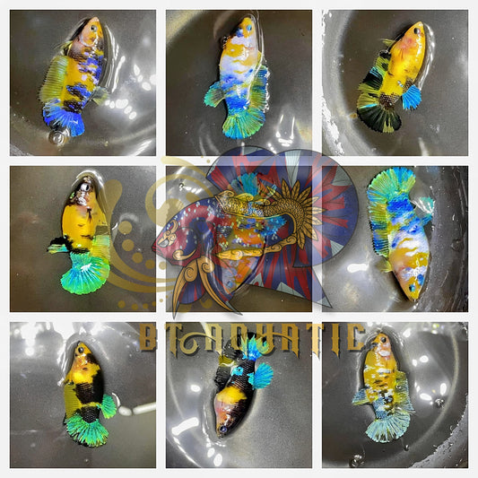 Live Betta Fish X1 HMPK Female Koi Yellow Galaxy Good for Sorority/Breed USA Seller