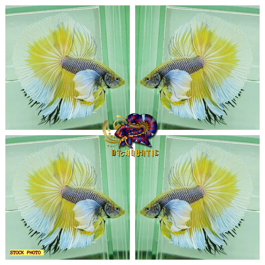 Live Betta Fish High Quality - MALE Halfmoon Dumbo Yellow Pineapple-USA Seller