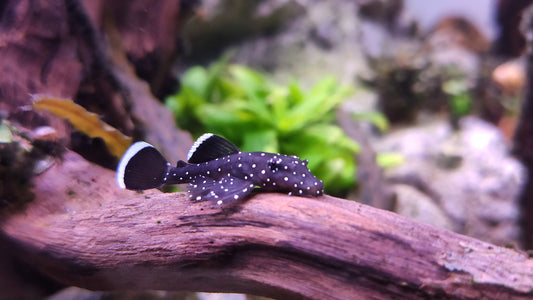 L183 Pleco Live (Size 2.5+cm) Starlight Bristlenose - High Quality - USA Seller