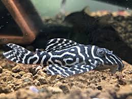 X1 L333 Pleco Live (Size 3 - 4cm) King Tiger Pleco-High Quality USA Seller