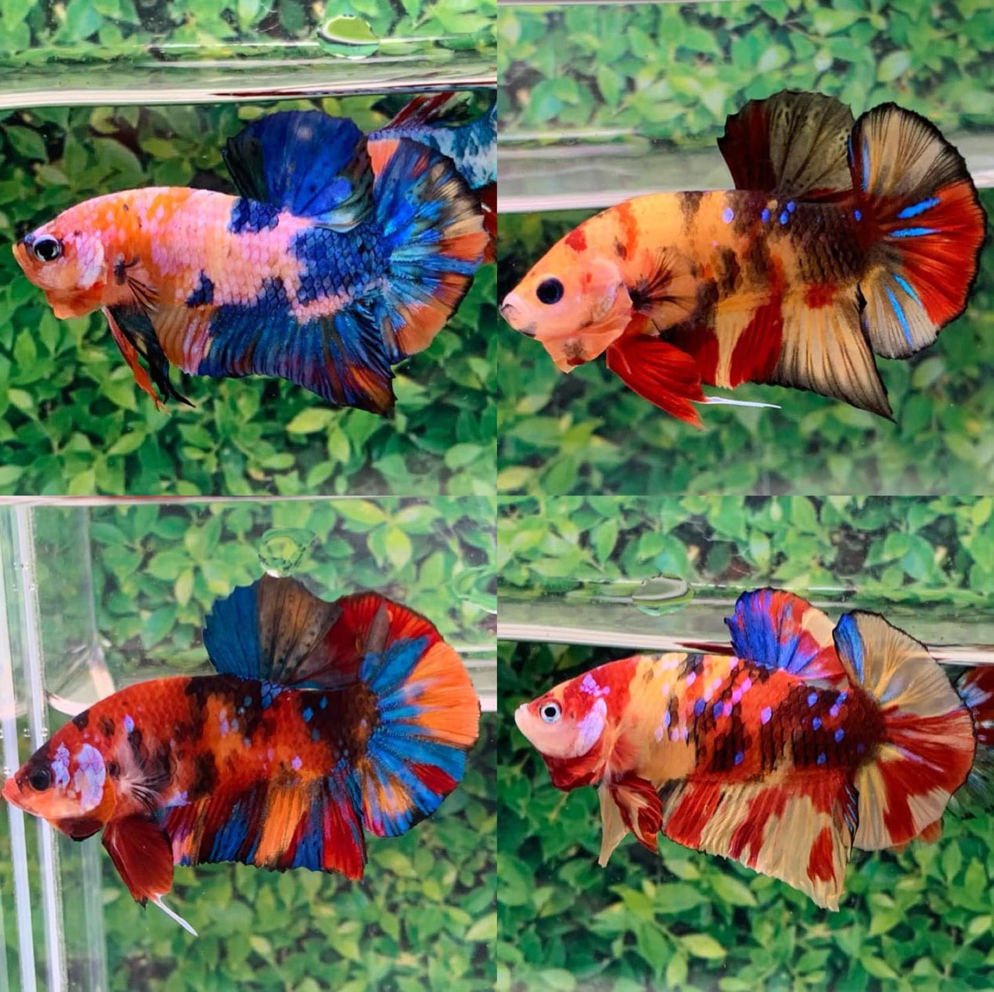 1 Pair - HMPK Koi Multiple Galaxy color Live Betta Fish - USA SELLER